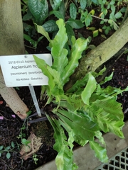 Asplenium holstii
