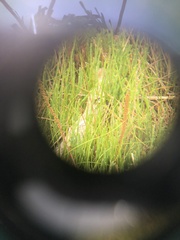 Pseudemoia rawlinsoni