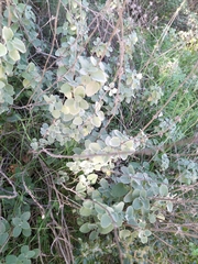 Pseudodictamnus acetabulosus