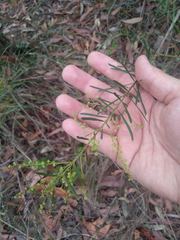 Acacia linifolia