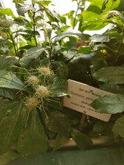 Dorstenia yambuyaensis