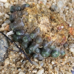 Zoanthus sansibaricus