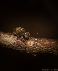 Erichsonocis