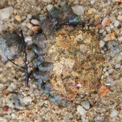 Zoanthus sansibaricus