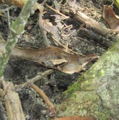 Physalaemus cuvieri