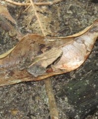 Physalaemus cuvieri