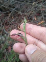 Calochilus gracillimus