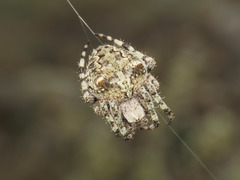 Araneus circe