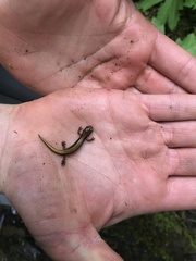 Plethodon vandykei