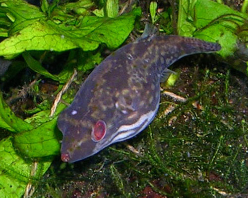 red-tail dwarf puffer