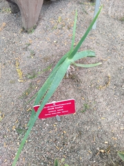 Aloe ballyi