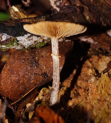 Galerina patagonica