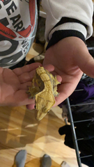 Correlophus