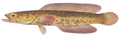 Bluespotted Snakehead photo 3