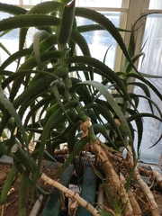 Aloe penduliflora