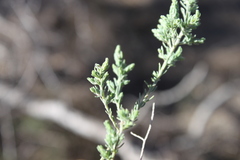 Maireana microphylla