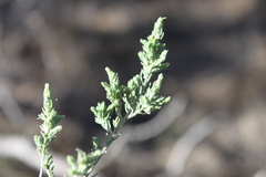 Maireana microphylla