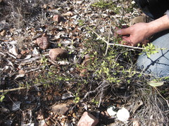 Psydrax oleifolia