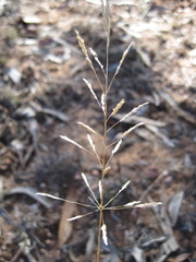Sporobolus actinocladus