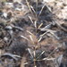 Sporobolus actinocladus - Photo (c) Darren Fielder, some rights reserved (CC BY-NC), uploaded by Darren Fielder