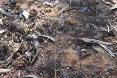 Sporobolus actinocladus