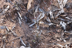 Sporobolus actinocladus