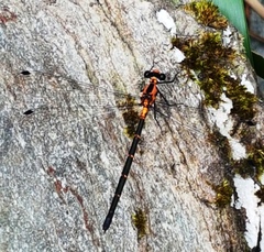 Austroargiolestes amabilis
