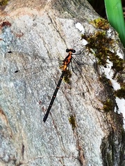 Austroargiolestes amabilis