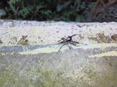 Salticidae