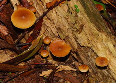 Galerina patagonica