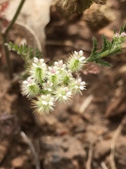 Torilis tenella