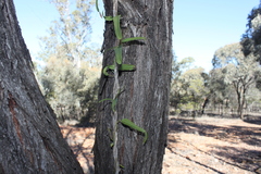 Parsonsia eucalyptophylla