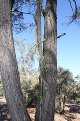 Parsonsia eucalyptophylla