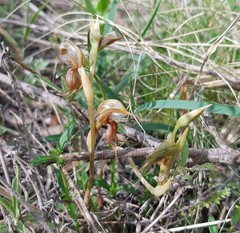 Pterostylis calceolus