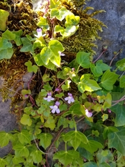 Cymbalaria muralis