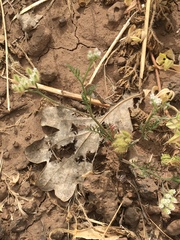 Torilis tenella