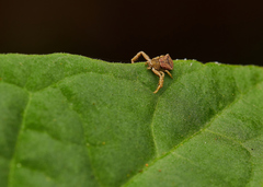 Pistius