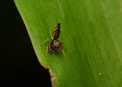 Indopadilla insularis