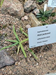 Aloe jacksonii
