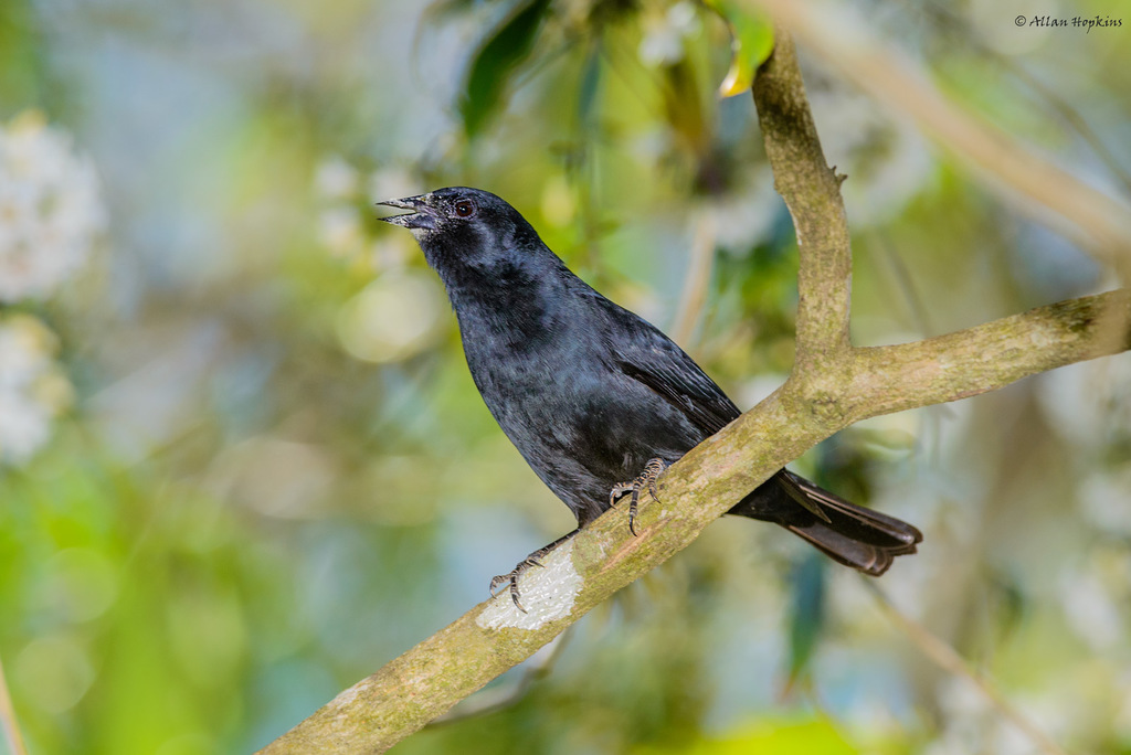 Cuban Blackbirds