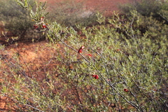 Dodonaea sinuolata acrodentata