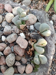 Lithops marmorata