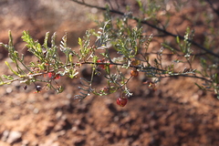 Dodonaea sinuolata acrodentata
