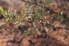 Dodonaea sinuolata acrodentata
