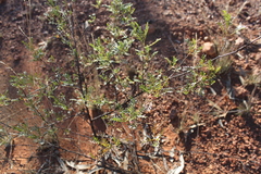 Dodonaea sinuolata acrodentata