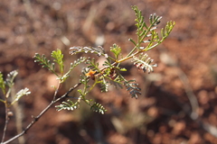 Dodonaea sinuolata acrodentata