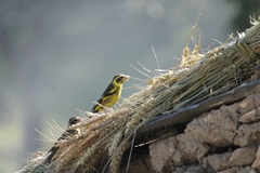 Chloris spinoides