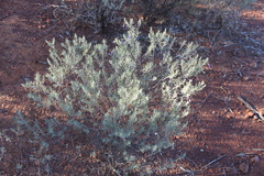 Eremophila bowmanii