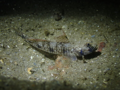 Long-Finned Goby photo 3