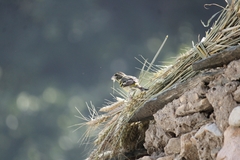 Chloris spinoides